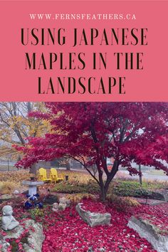 the japanese maples in the landscape with text overlay reading using japanese maples in the landscape