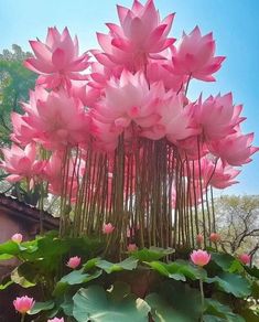 pink water lilies are blooming in the garden