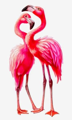 two pink flamingos standing next to each other