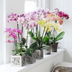 flowers are arranged in small vases on the window sill, along with books