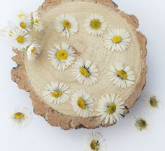 daisies are arranged in the shape of a tree stump