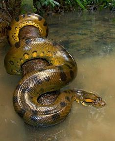 a snake that is laying down in the water