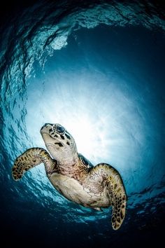 a turtle swimming in the ocean with its head above water