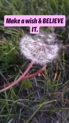 a dandelion with the words make a wish and believe it