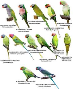 different kinds of birds sitting on top of each other