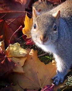 a gray squirrel standing on top of leaves