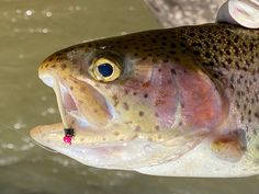 a close up of a fish with its mouth open