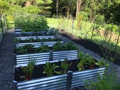 a garden filled with lots of green plants next to a lush green field and forest