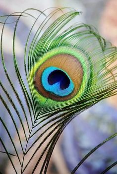 a peacock's tail with its feathers spread out