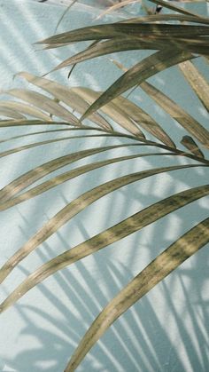 the shadow of a palm tree leaves on a blue wall