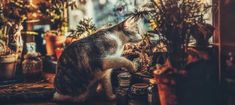 a cat sitting on top of a table next to potted plants