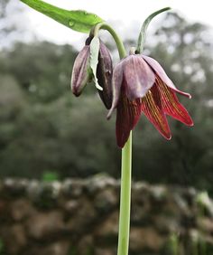 a close up of a flower with water droplets on it's petals and leaves