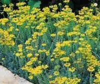 some yellow flowers are growing in the grass