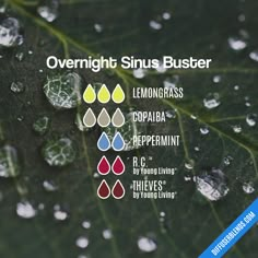 Overnight Sinus Buster | DiffuserBlends.com Essential Oils Sinus, Essential Oil Combinations, Doterra Essential Oils Recipes, Young Living Essential Oils Recipes, Essential Oils Guide, Essential Oils Herbs