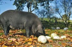 a pig is standing in the grass eating some watermelons and pumpkins that are laying on the ground