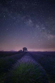 the night sky with stars above lavender fields