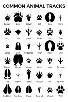 the common animal tracks are shown in this black and white poster, which shows different types of