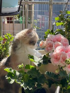 a cat sitting on top of a potted plant next to pink flowers