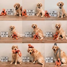 four pictures of dogs with stuffed animals in front of them