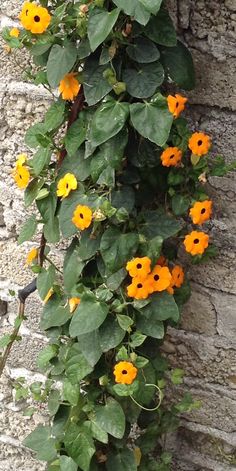 an orange flower growing on the side of a brick building with green leaves and yellow flowers