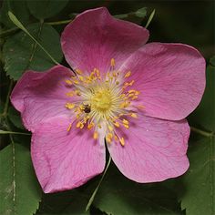 a pink flower with yellow stamens and green leaves