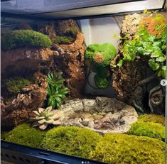 an aquarium filled with plants and rocks