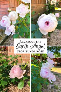 pink flowers with the words all about the earth angel florida rose in four different pictures