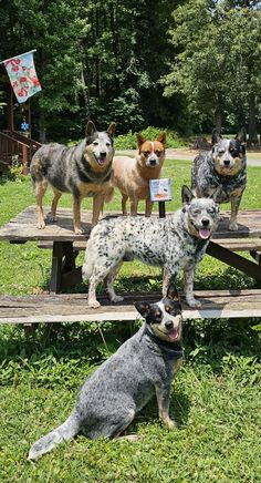 four dogs standing on top of a picnic table in the grass with one dog looking at the camera