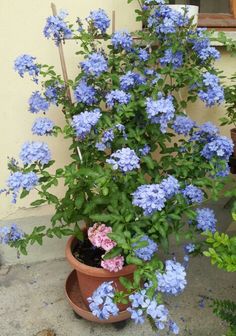 blue flowers are growing out of a potted plant