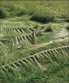 some grass that is growing on the ground