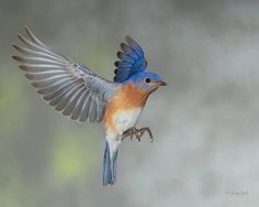 a blue and orange bird with its wings spread out in the air on a gray background