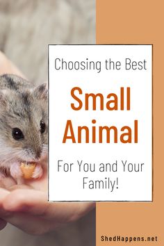 a person holding a small hamster in their hands with the words choosing the best small animal for you and your family