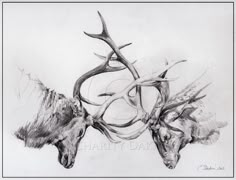 pencil drawing of two deer heads with antlers