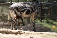 a zebra standing in the dirt near a fence