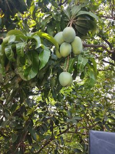 some green fruit hanging from the branches of a tree with lots of leaves on it