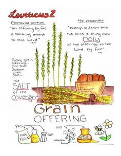 a poster with instructions on how to grow corn from seed stalks and other things in it