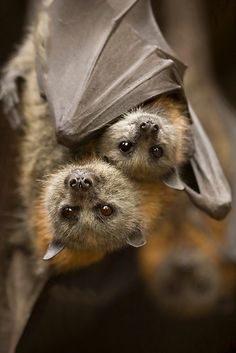 two bats hanging upside down in the air