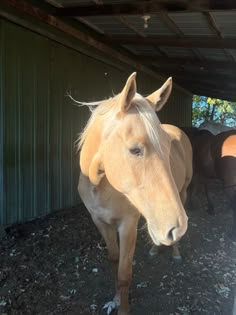 two horses standing next to each other in a barn with one horse looking at the camera