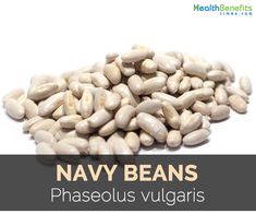 a pile of white beans with the words navy beans in front of it and an image of