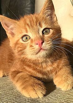 an orange cat laying on top of a couch next to a wall and looking at the camera