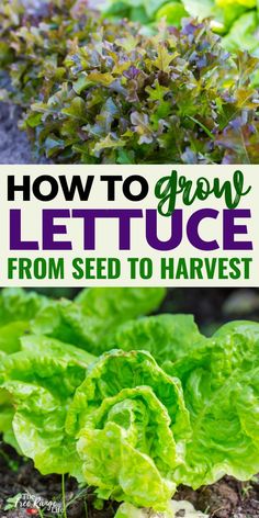 lettuce growing in the garden with text overlay how to grow lettuce from seed to harvest