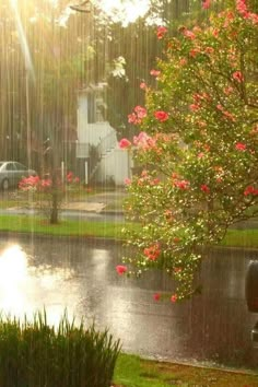 the sun shines brightly on a rainy day with pink flowers in the foreground