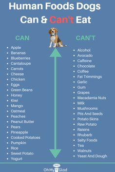 an info poster with the words, human foods dogs can and can't eat