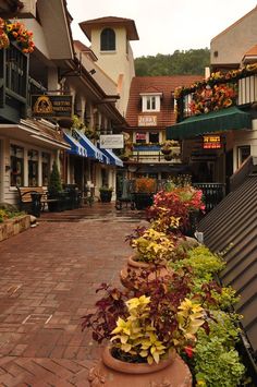 a row of potted plants sitting on the side of a brick road next to buildings