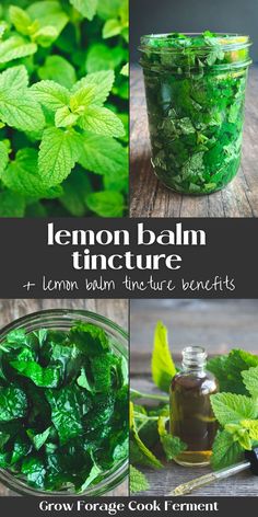 Lemon Balm Medicinal Uses, Lemon Balm Glycerite, Uses For Lemon Balm Herb, Making Tinctures Herbal Medicine, Lemon Balm Cleaner, Herbs For Mouth Health, What To Make With Lemon Balm, Herbal Remedies For Sinusitis, Lemon Balm Tincture How To Make