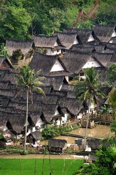 many houses with thatched roofs and palm trees in the foreground, surrounded by lush vegetation