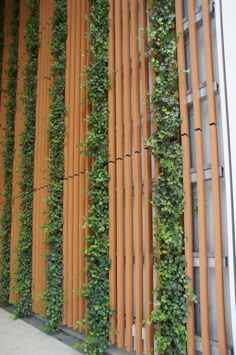 an outdoor wall with many plants growing on it