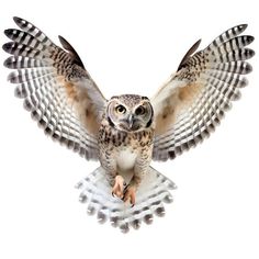 an owl flying through the air with its wings spread