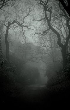 a dark forest filled with lots of trees