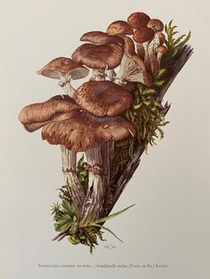 a group of mushrooms sitting on top of a tree branch